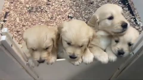 Cute dog baby videos