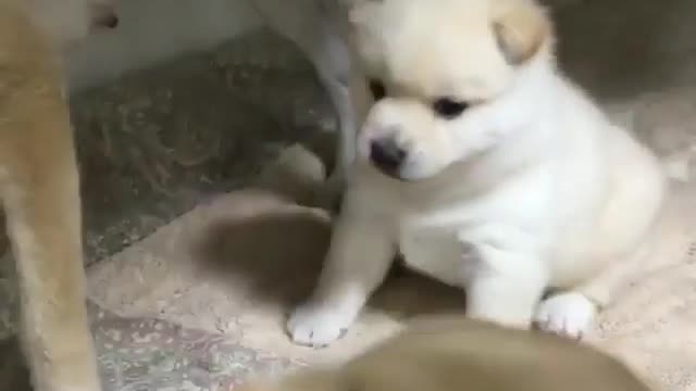 Two puppies compete for food rations