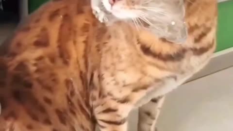 Cat Funny Video Clips