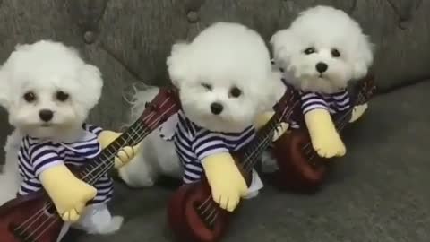 The band trio, but there seems to be something wrong