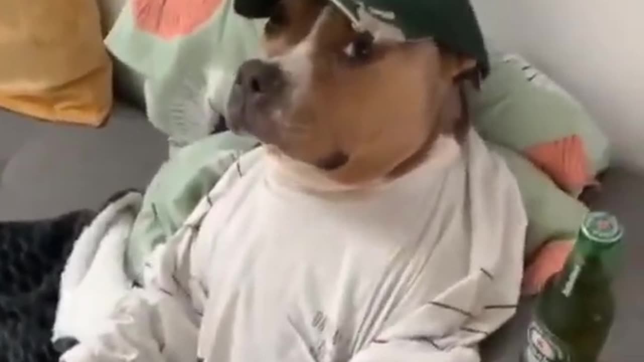 Caption this funny dogs dogs 🐶