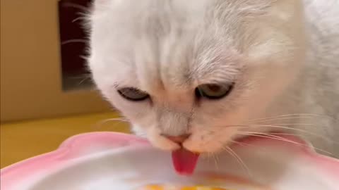 Cat Eating