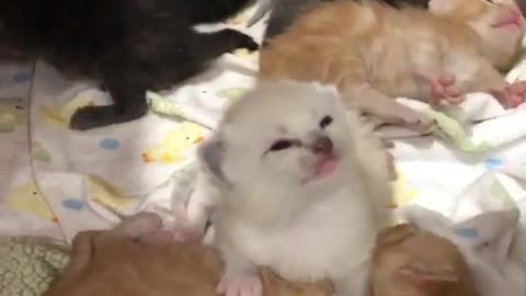 What does the world look like to a newborn kitten