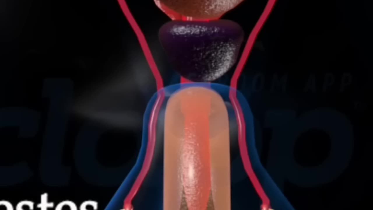 Male_reproductive organs #education(