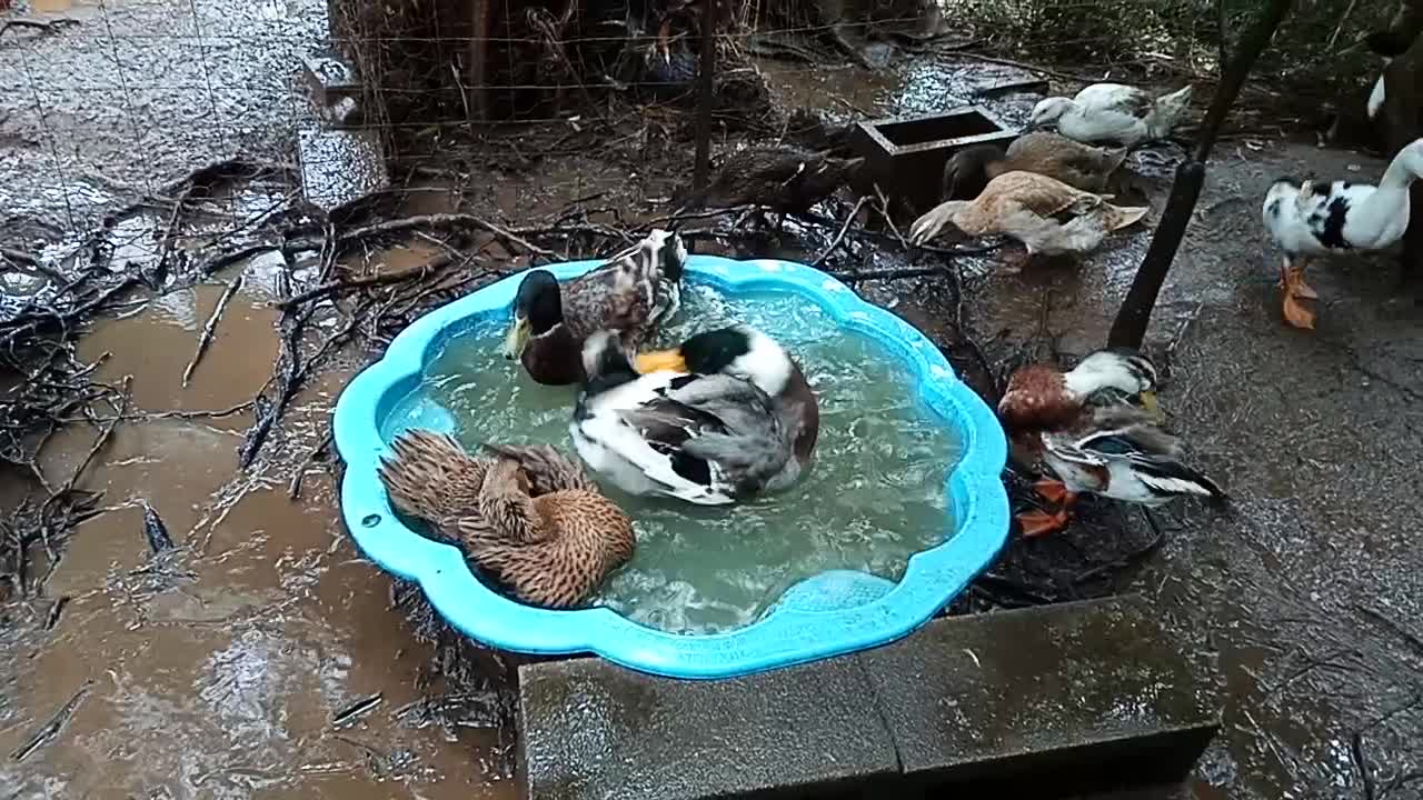 Ducks, cleaning in their pond 16th August 2021