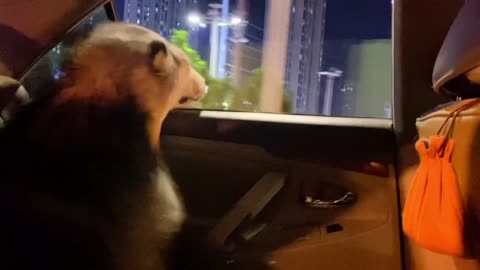 4_1290_小花_小狗子可能是觉得有耳压了吧 张张嘴巴#阿拉斯加