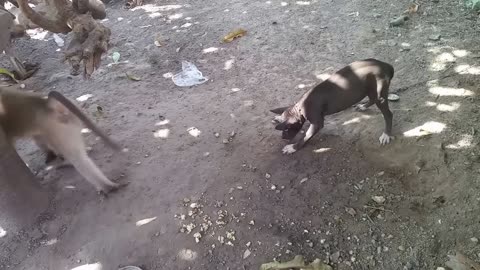 Dog and monkey fight