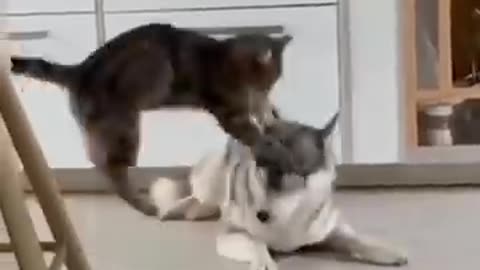 Dog and cat friend