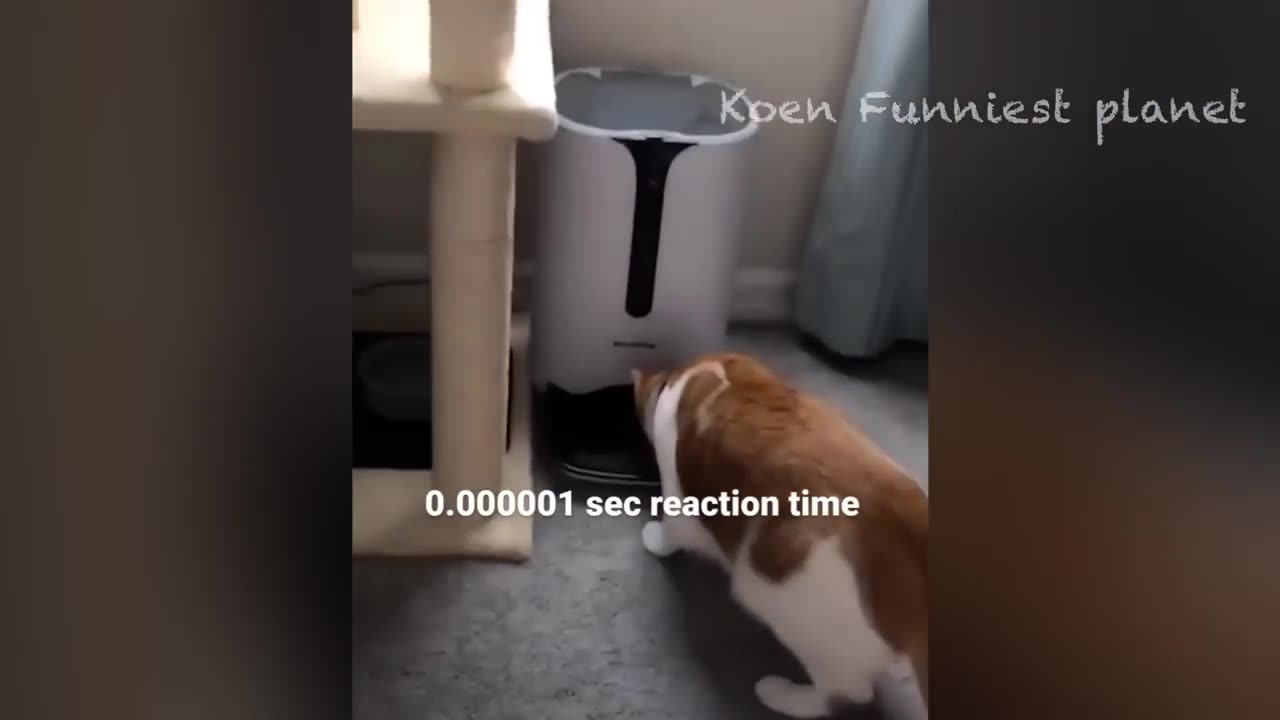 Funny Dogs And Cats Videos 2023 😅 - Best Funniest Animal Videos Of The Month