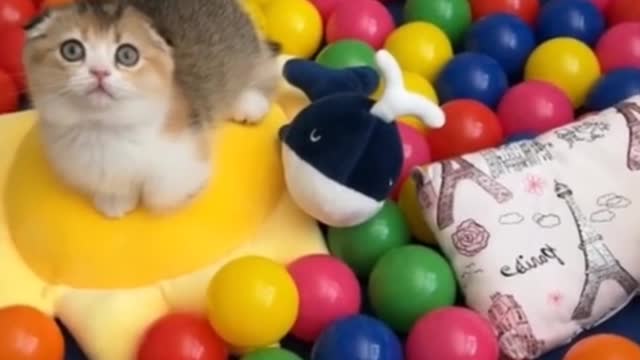 I want to go in and play with the kittens!