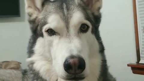 Husky talking