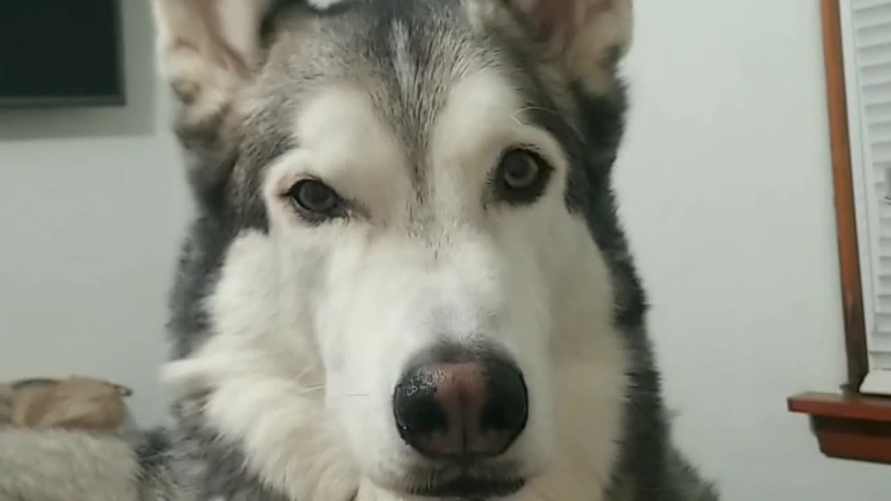 Husky talking