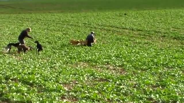 Cachorros 6 y7 meses corriendo una liebre