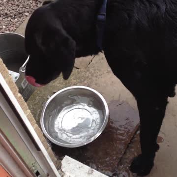 Perro bebe agua del modo más desprolijo posible