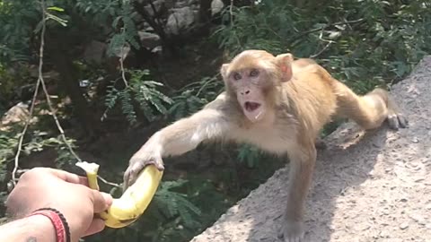 Monkey catching banana