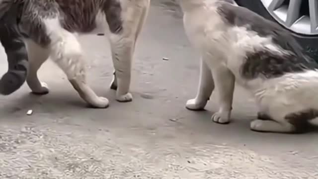 AWW Top Funny Cats And Dogs Videos 2022