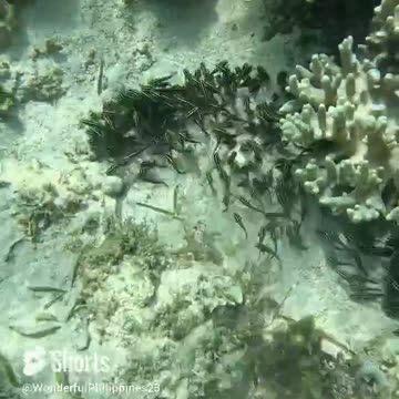 Snorkeling Adventures: A large group of fish hanging out together around the coral.