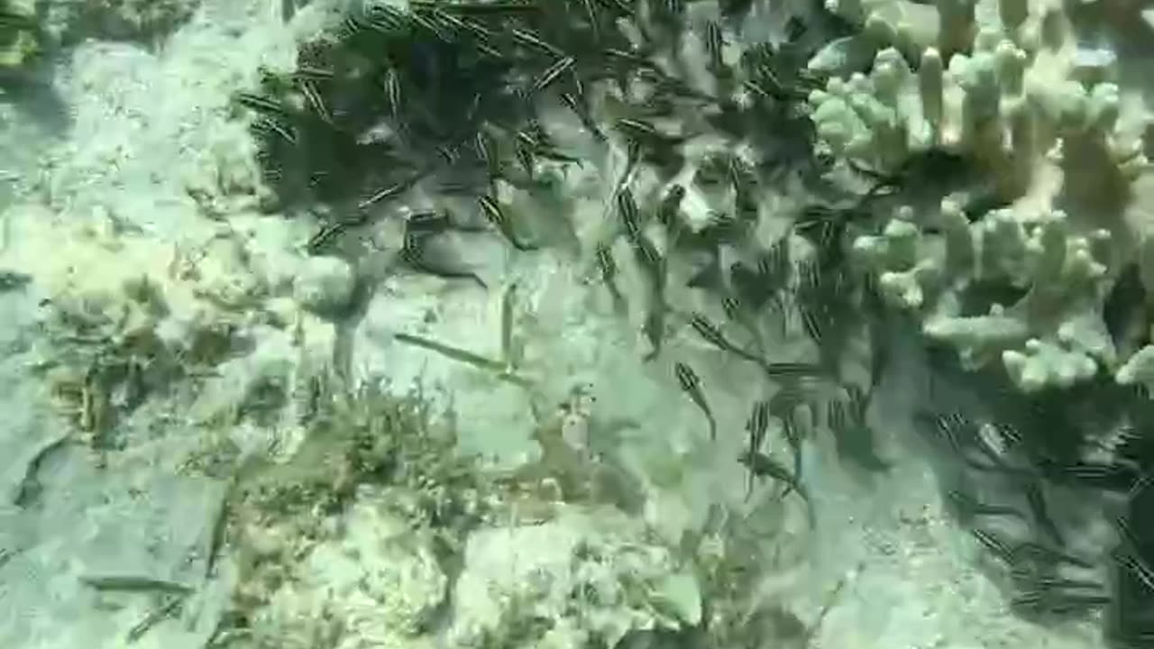 Snorkeling Adventures: A large group of fish hanging out together around the coral.