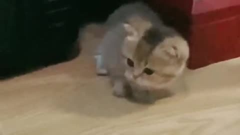 Cute Cats tutorial & Meowing Meow Kittens & Funny Meow Cat #Shorts #catmeow #cattoye