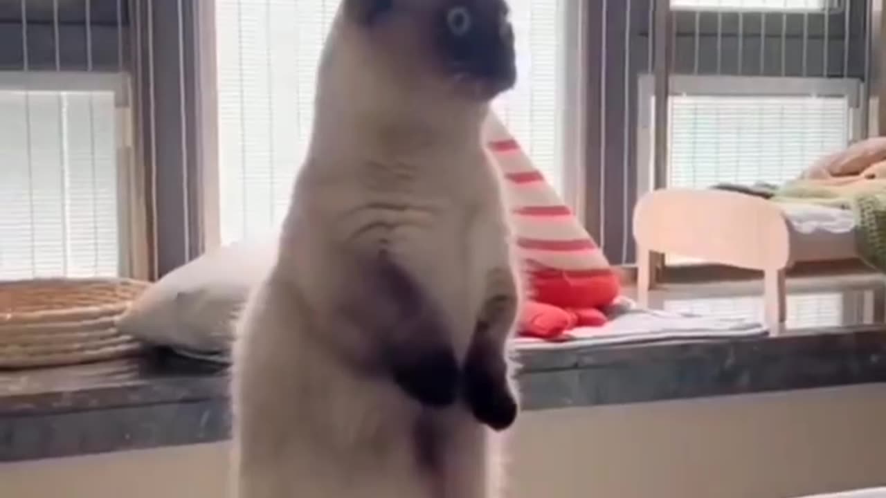 Cute cat's 😺