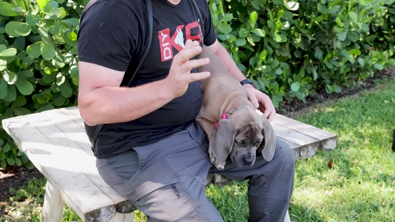 Our Cane Corso Puppy Xena at 10 Weeks Old