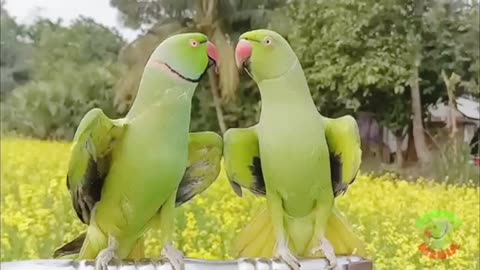 RingNeck parrot video compilation