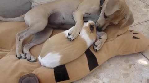 huge guinea pig and dog are in love