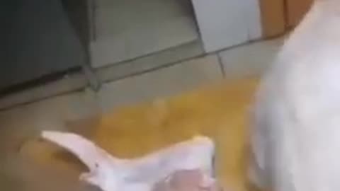 Flesh of chicken who got a Covid shot continued to live and multiply