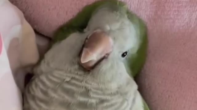 Lying in the palm of your hand and looking at you