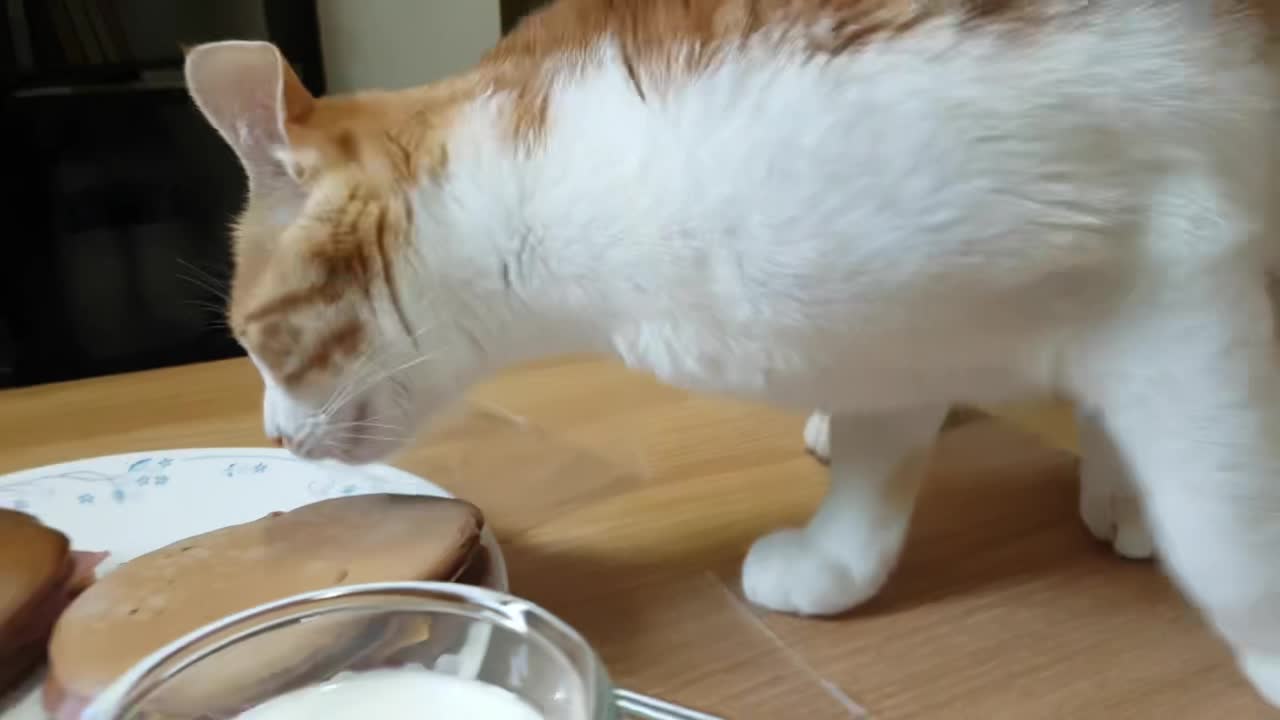 Cat trying to taste some food