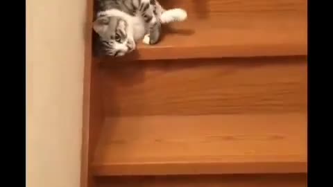 super lazy funny cat