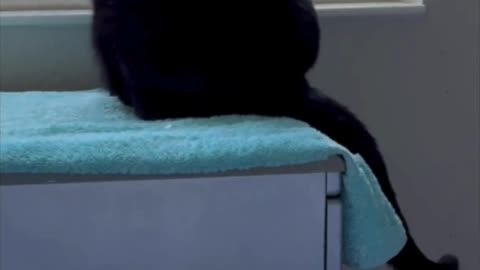 Cute Precious Piper Does Tail Curls - Adopting a Cat from a Shelter Vlog