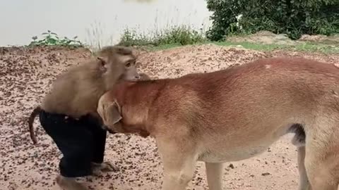 Dog And Monkey romantic video short..