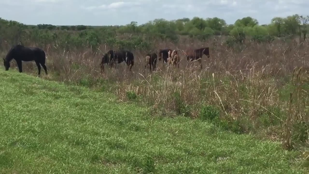 Horse attacks alligator at paynes prairie