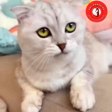 😿😾"Cat vs. Medicine: The Ultimate Showdown"😾😿