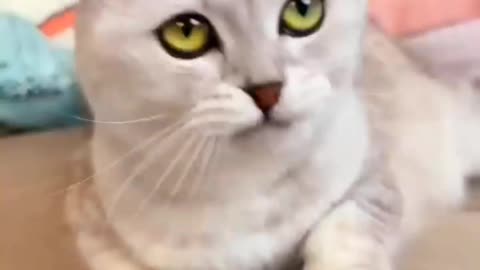 😿😾"Cat vs. Medicine: The Ultimate Showdown"😾😿