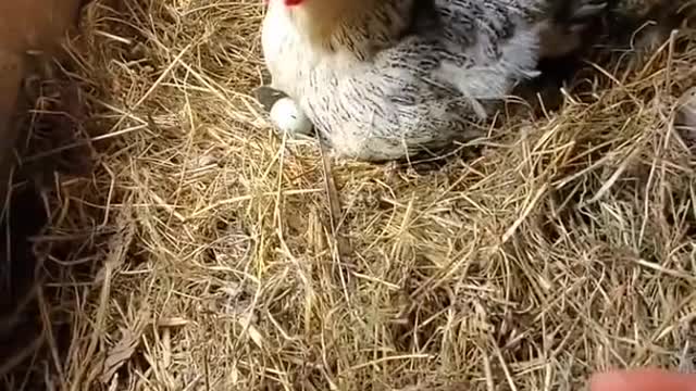 Farmer Try To Steal Chicken Eggs 🐔🥚😂