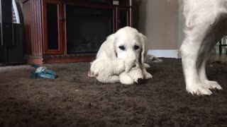 Cheerful Dog Hilariously Photobombs Puppy