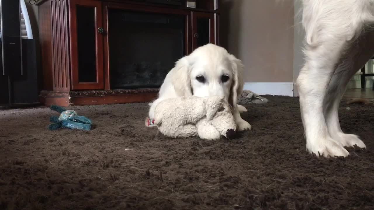 Cheerful Dog Hilariously Photobombs Puppy