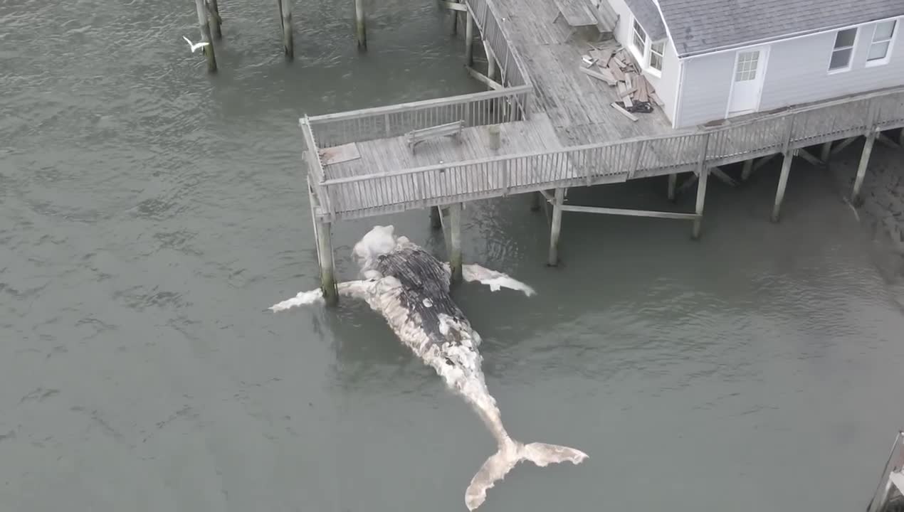 Dead Whale Under Dock