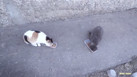 Grey cat with Calico cat