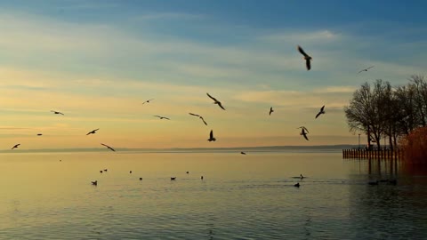 Some seagulls are flying happily on the sea level.