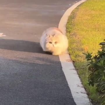Chubby Cat Is Getting Into Shape