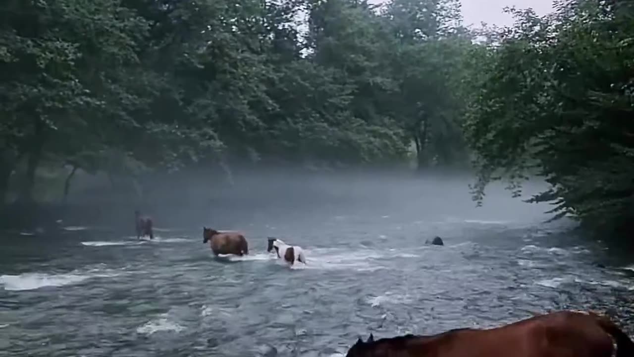 a beautiful view with the horses