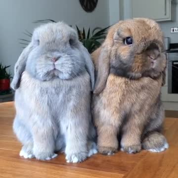 Par de conejitos disfrutan adorablemente un snack