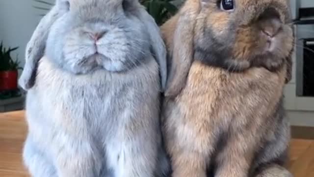 Par de conejitos disfrutan adorablemente un snack