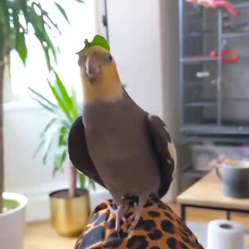 Wonderful singing of the cocktail bird like a piece of music