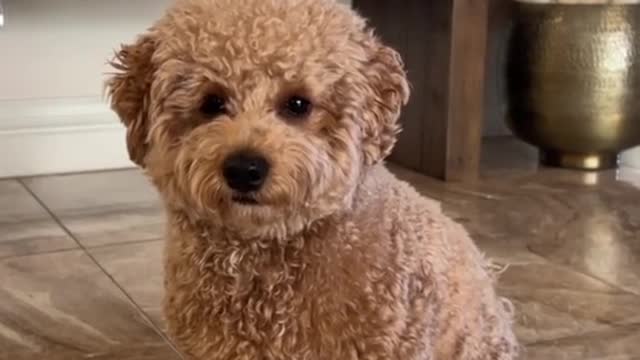 show us your dog then show us what your dog was named after