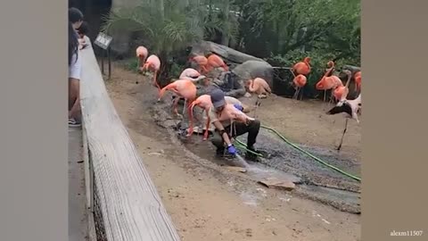 Funny animal and human video