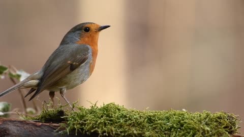 Very cute video of a bird must watch